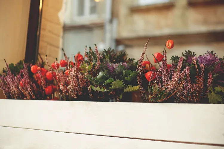 une jolie composition d'automne en jardinière avec des physalis bruyère erica et chou d'ornement