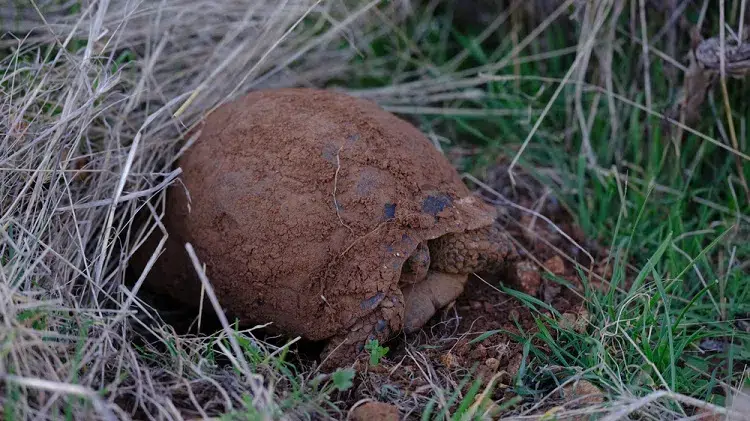 Une tortue qui sorte de l'hibernation