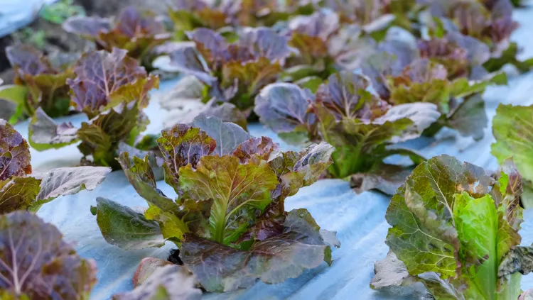 utilisez une bâche de protection ou un paillage pour conserver la chaleur du sol