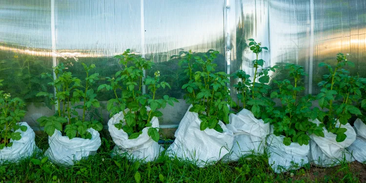 comment réussir la culture de la pomme de terre en sac et comment faire pour avoir d’excellentes récoltes