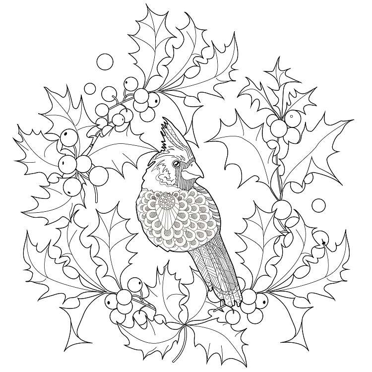 Page de coloriage avec un cardinal rouge et des branches de houx