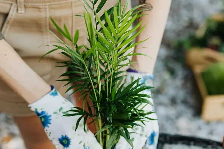 Quel engrais pour un areca ?