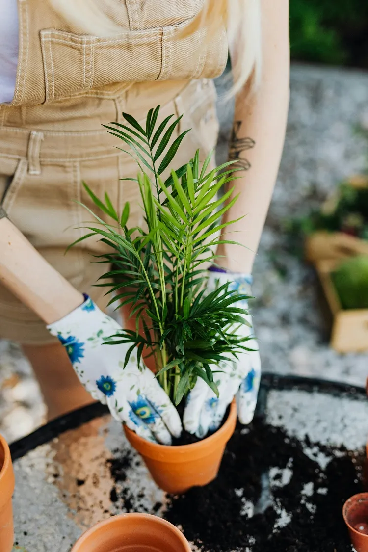 Quel engrais pour un areca ?