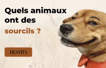 quels animaux ont des sourcils