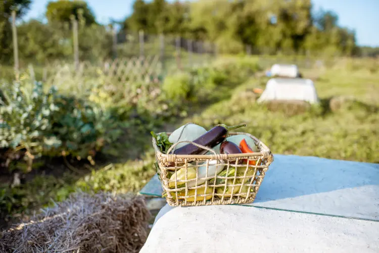 légumes à planter en novembre pour une récolte précoce