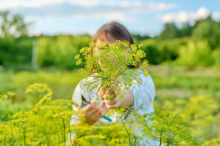 Quels légumes mangent les centenaires des zones bleues,Quels légumes mangent centenaires zones bleues