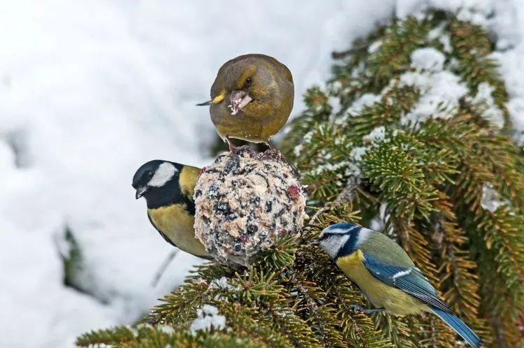 Décoration de Noël pour les oiseaux,Décoration Noël oiseaux