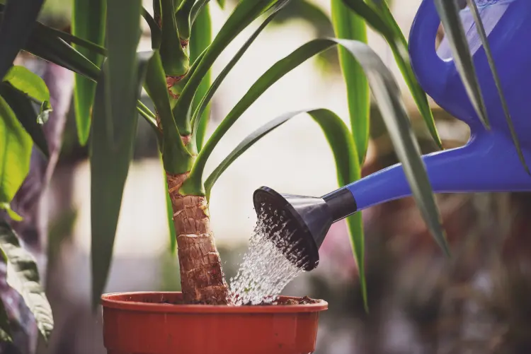 comment arroser le yucca à l'intérieur 