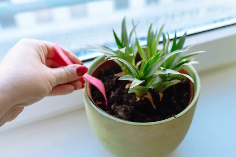 comment avoir un beau dracaena