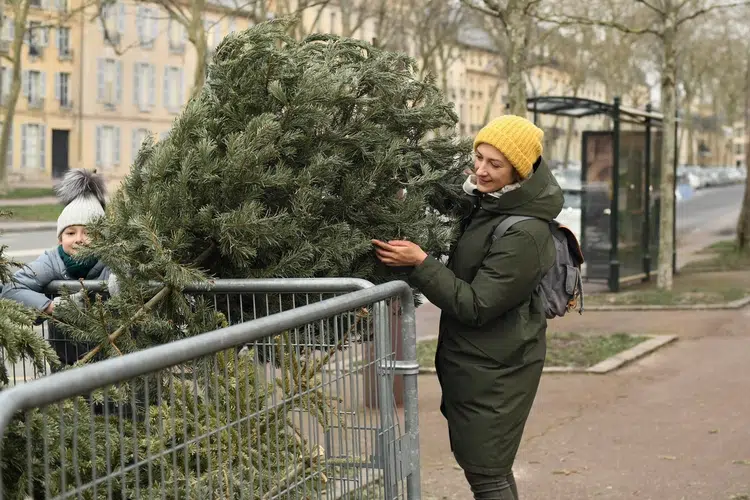 comment bien conserver le sapin