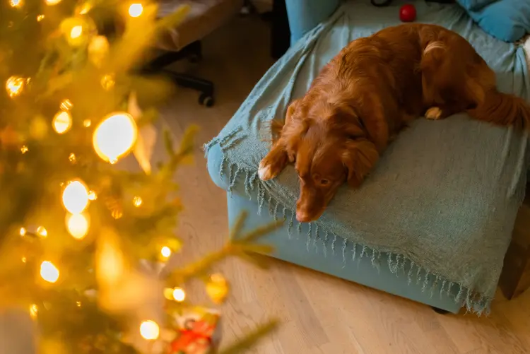 comment empêcher le chien d'aller près du sapin de noël 