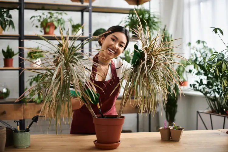 comment entretenir une plante verte maya à l'intérieur astuces 