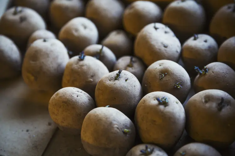 comment éviter que les pommes de terre germent 