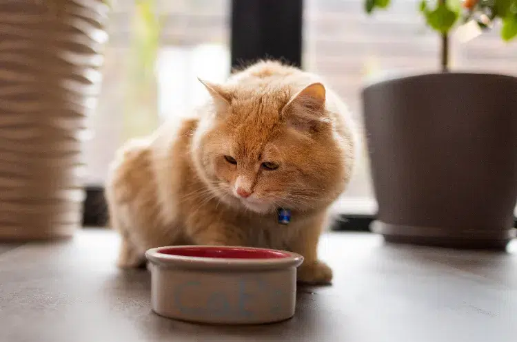 comment faire perdre du poids à un chat pour l'aider à retrouver sa forme