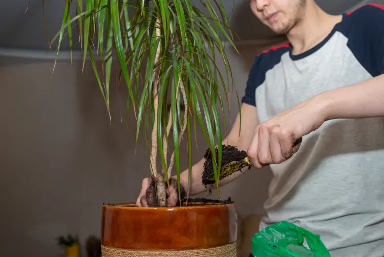 comment fertiliser le yucca 