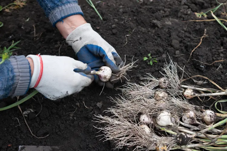 comment planter l'ail en novembre 