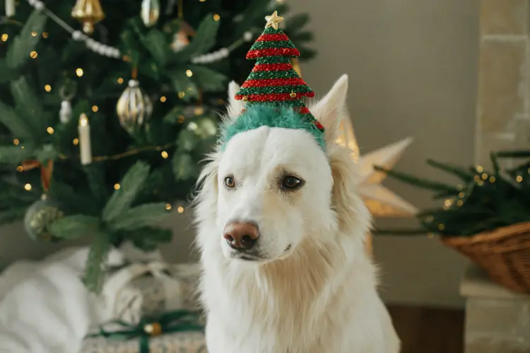 comment protéger le sapin de noël du chien 