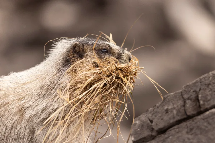 Que font les marmottes en hiver,Que font marmottes hiver