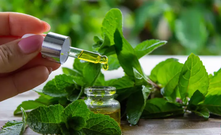 comment utiliser l'huile essentielle de menthe quelles sont ses propriétés 