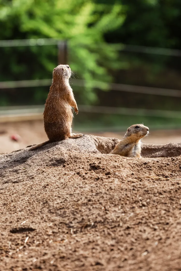 Que font les marmottes en hiver,Que font marmottes hiver