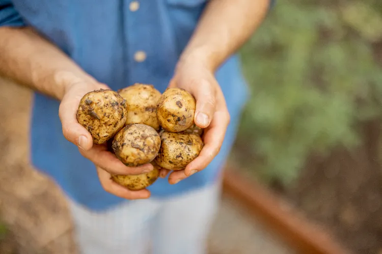 des astuces pour réussir à cultiver des pommes de terre en sac et avoir de belles récoltes