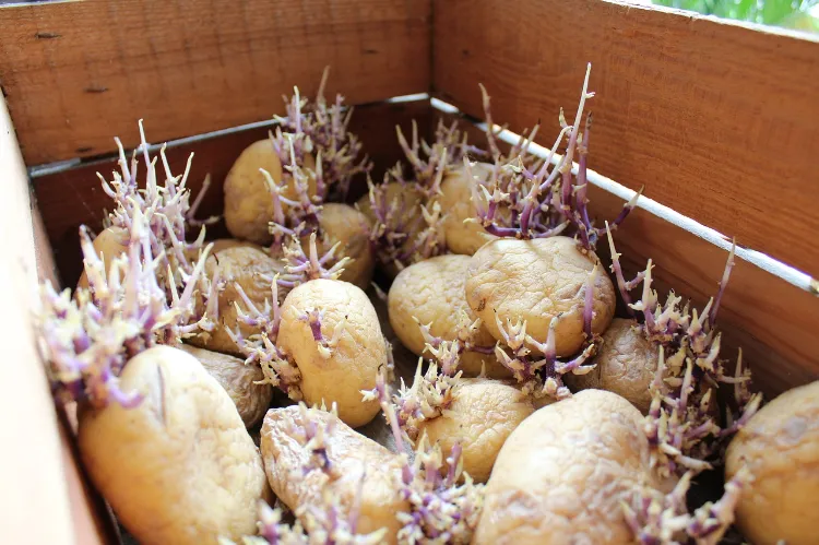 des tubercules de pommes de terre germés prêts à être plantés