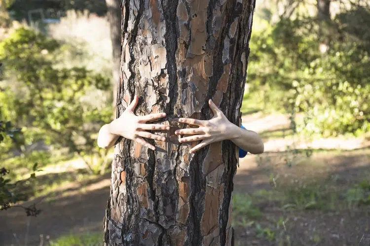 écorcer les bois 2024