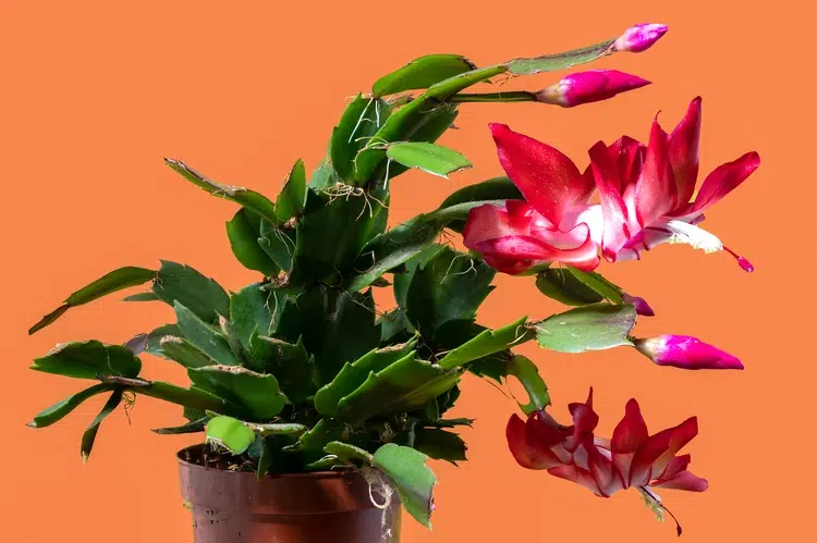 exposition schlumbergera 2024