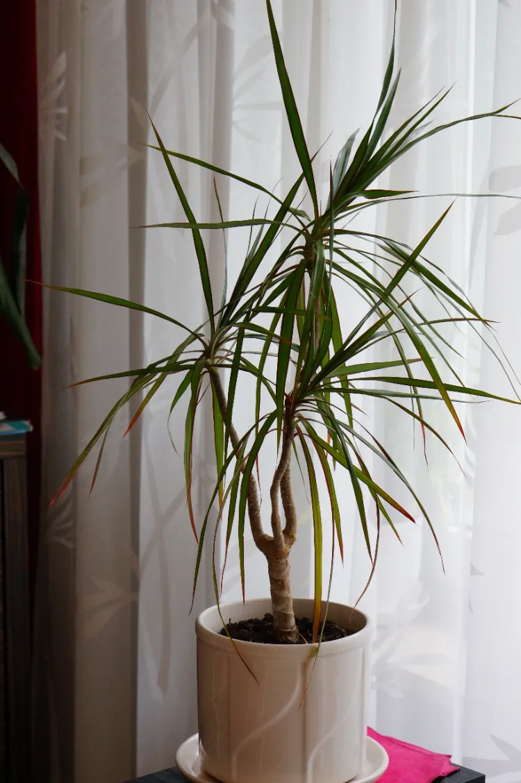 Comment entretenir dracaena tutti frutti,Comment entretenir un dracaena tutti frutti