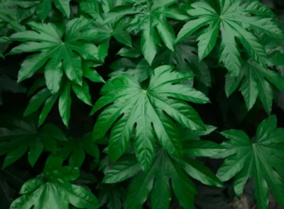 fatsia japonica 2024