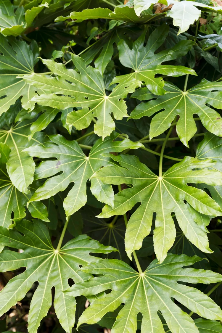 fatsia japonica à l'extérieur