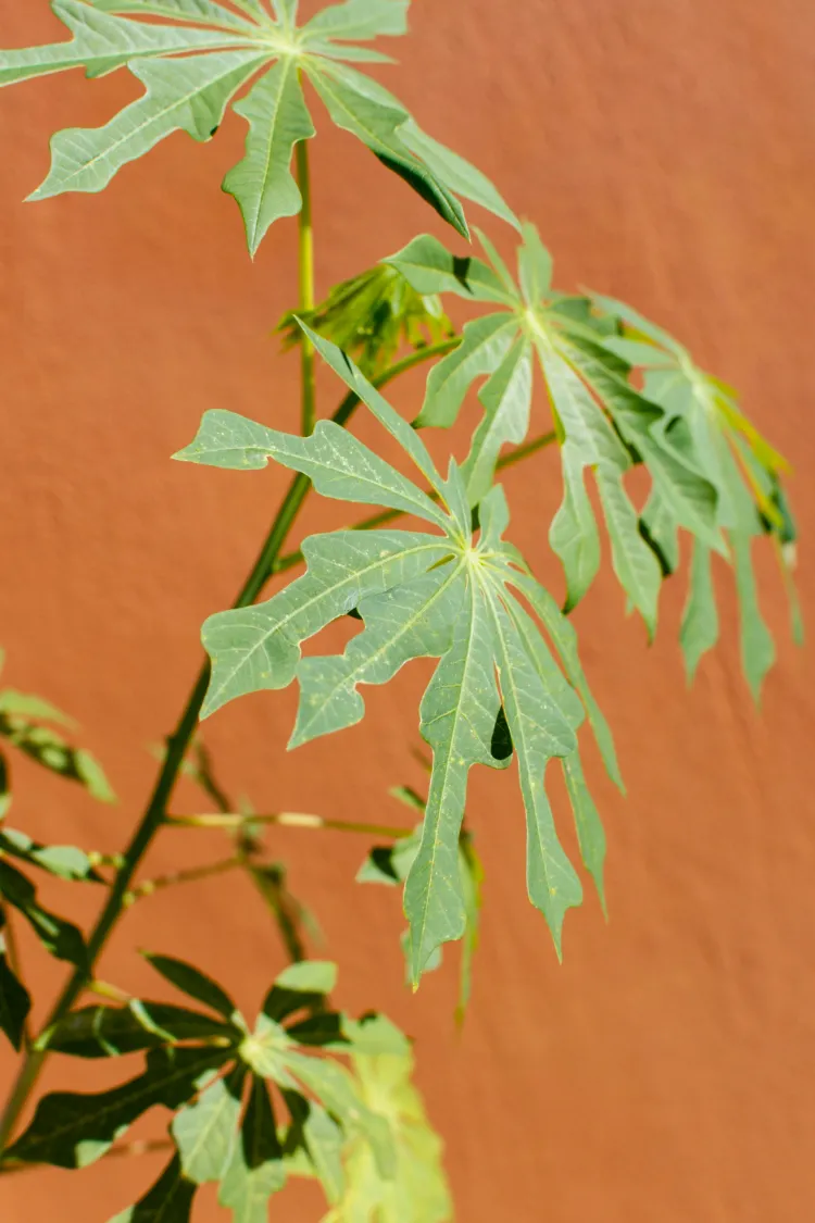 fatsia japonica à l'intérieur