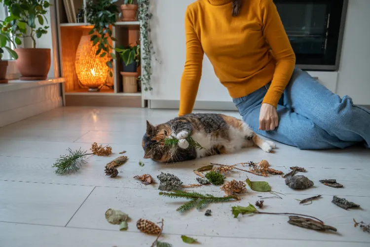 jouez avec votre chat pour l'encourager à bouger et stimuler son activité physique