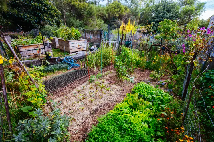 légumes à planter en novembre pour une récolte précoce au printemps filedimage envato