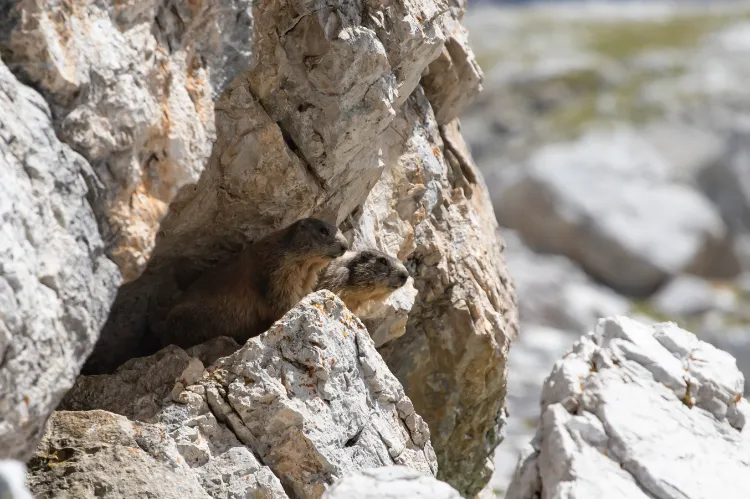 Que font les marmottes en hiver,Que font marmottes hiver