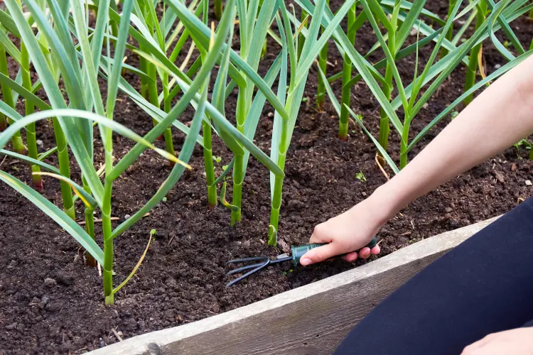 peut on planter des oignons en novembre 