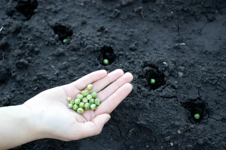 peut on planter des pois en novembre 