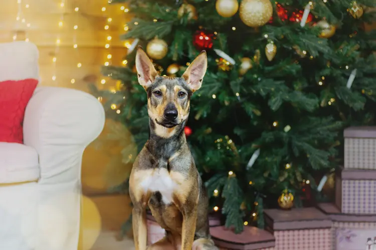 peut on protéger le sapin de noël du chien 