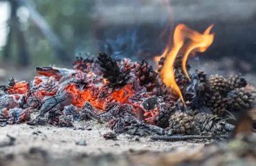 peut on utiliser les pommes de pin pour faire un feu