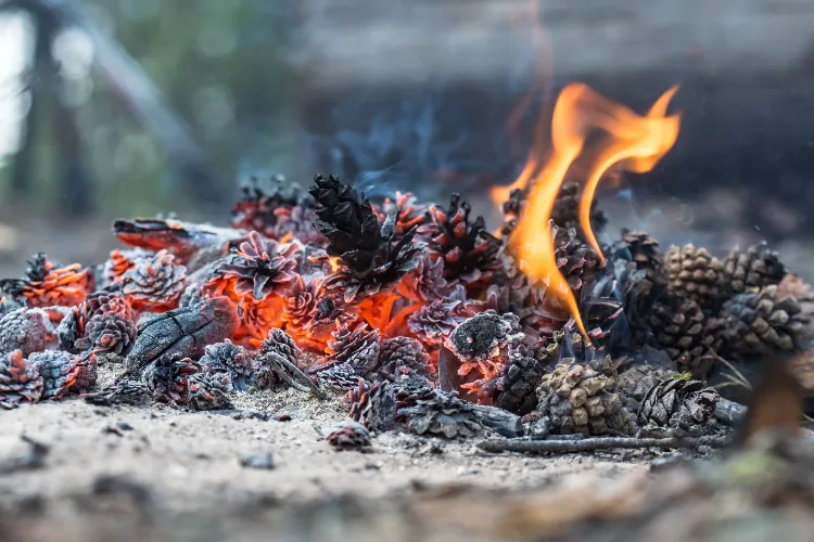 peut on utiliser les pommes de pin pour faire un feu