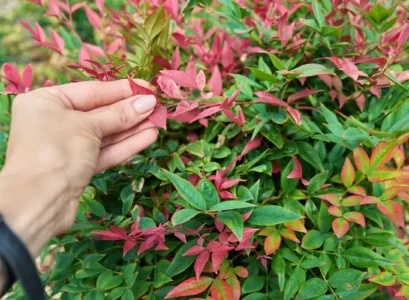 planter le bambou sacré nandina