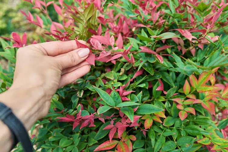 planter le bambou sacré nandina