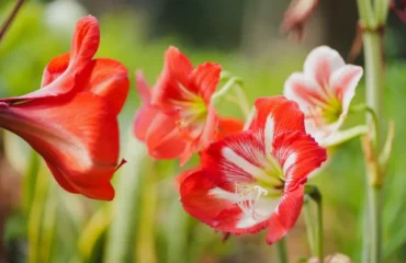 planter les amaryllis en pleine terre 2024