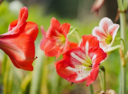 planter les amaryllis en pleine terre 2024