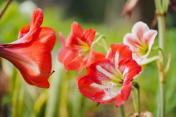 planter les amaryllis en pleine terre 2024