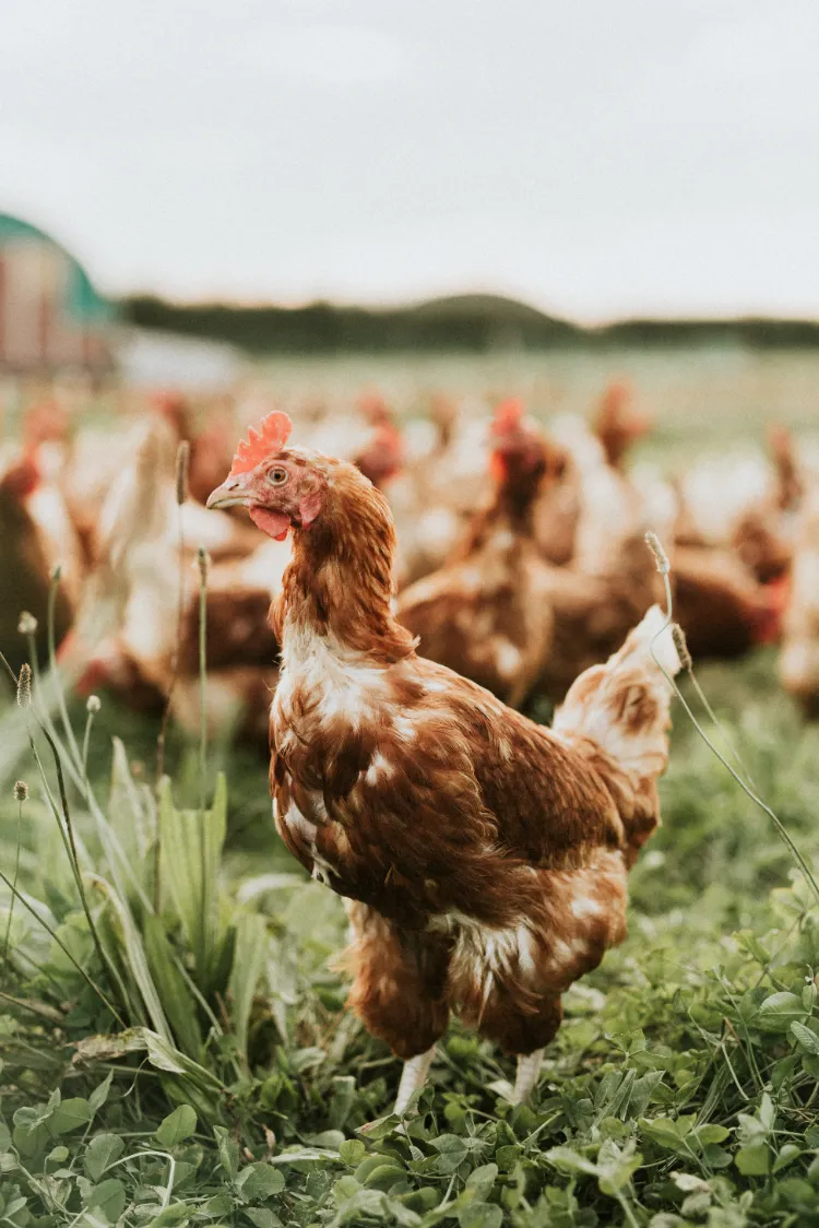 pourquoi les poules perdent leur plumage