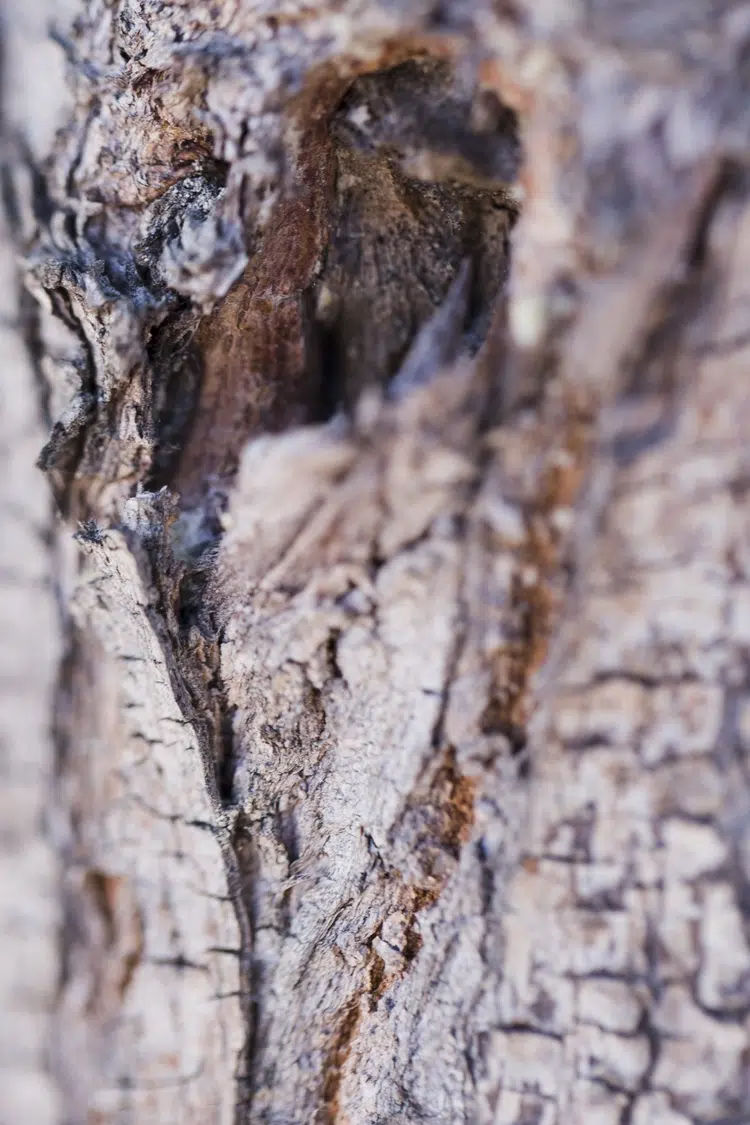 quand et comment écorcer les arbres