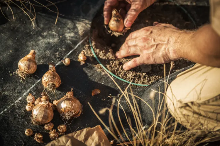 quand et comment planter des échalotes en automne