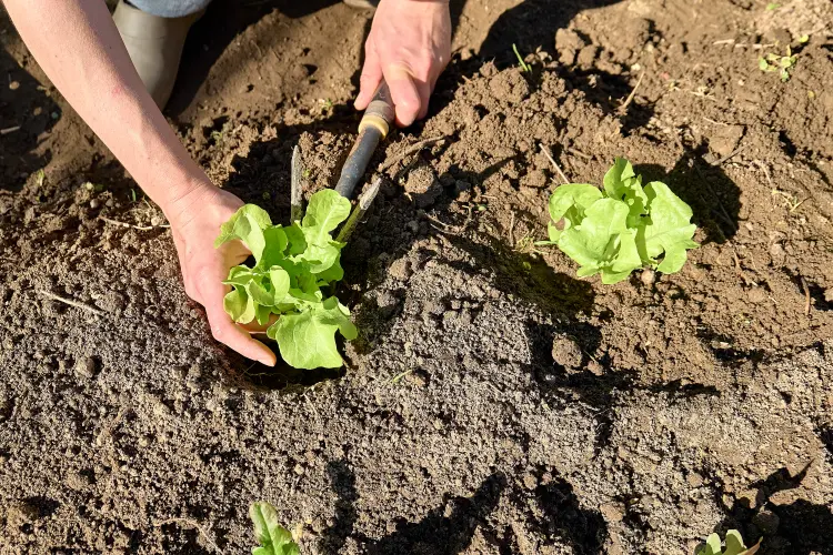 quand planter la laitue d'hiver en automne