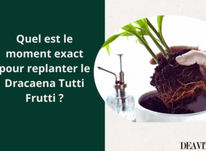 quand rempotter le dragonnier de madagascar deavita